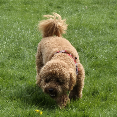 rex3 (Small)
